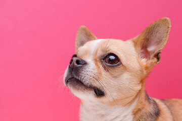 Portraite of cute puppy chihuahua. Little smiling dog on bright trendy pink background. Free space for text.