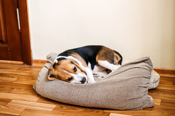 Puppy Diseases, Common Illnesses to Watch for in Puppies. Sick Beagle Puppy is lying on dog bed on...