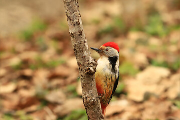 
A woodpecker on a dead tree trunk, against a blurred background of fallen leaves..