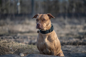 Portrait of a young handsome American Pit Bull Terrier outdoors.