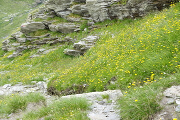 Wanderweg zum Abstieg zum Ortsteil Zeppichl von Pfelders in den Alpen, Südtirol