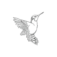 Humming bird hand drawn line art. Vector illustration. Coloring page