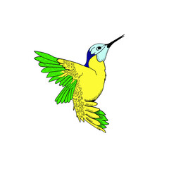 Flying hummingbird, tiny colibri with bright turquoise plumage vector Illustration on a white background. Vector illustration