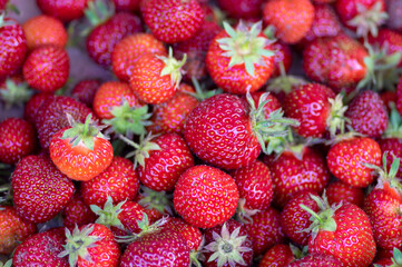 Harvested fresh raw red ripened strawberries background, group of fruits with green stems