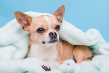 Portrait of cute puppy chihuahua lying on blue plaid. Little smiling dog.