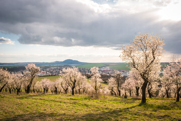 Blooming almond orchard bathed in the sun with town Hustopece and Palava hills in the background, South Moravia, Czech republic