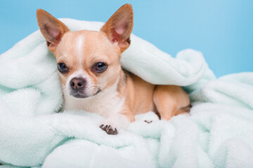 Portrait of cute puppy chihuahua lying on blue plaid. Little smiling dog.