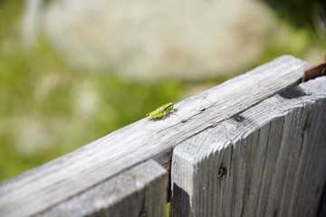 Grashüpfer auf einem Gatter