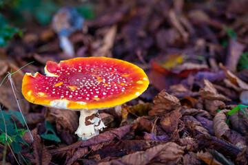 fly mushroom in forest