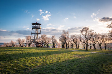 Lookout tower in the blooming almond tree orchard in Hustopece during sunset, South Moravia, Czech republic