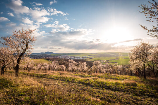 Blooming almond tree orchard bathed in the sun in Hustopece, South Moravia, Czech republic
