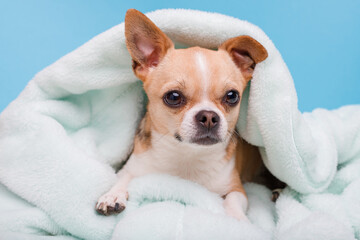 Portrait of cute puppy chihuahua lying on blue plaid. Little smiling dog.