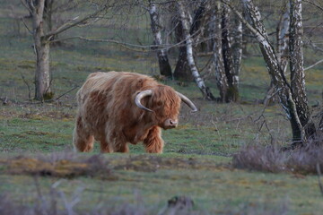 Schottisches Hochlandrind