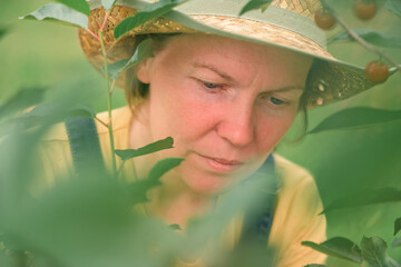 Female farmer picking ripe cherry fruit in organic orchard