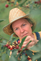 Female farmer picking ripe cherry fruit in organic orchard