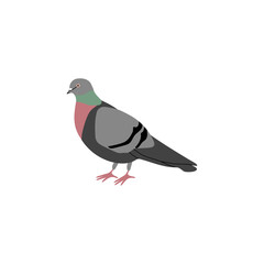 Pigeon city bird. Vector color hand drawn illustration isolated on white background.