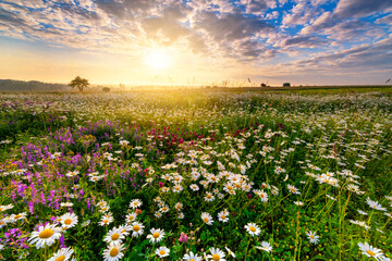 Beautiful summer sunrise over meadow full of flowers