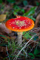 fly agaric mushroom in forest
