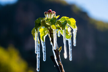 Closeup shot of frost irrigation on apple trees in South Tyrol, Italy