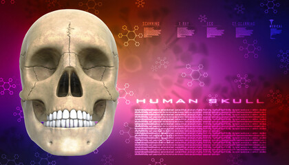 3d illustration Human Skull anatomy
