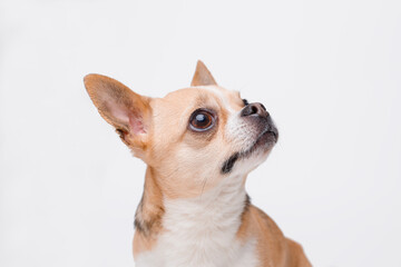 Portrait of cute puppy chihuahua. Little smiling dog on gray background. Free space for text.