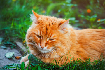 Ginger cat lying down in grass outdoors