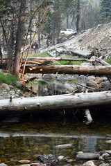 A vertical shot of fallen trunks and the river