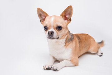 Portrait of cute puppy chihuahua. Little smiling dog on gray background. Free space for text.