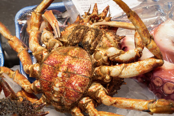 spider crab displayed on the counter of a fishmonger's