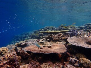 coral reef and sea