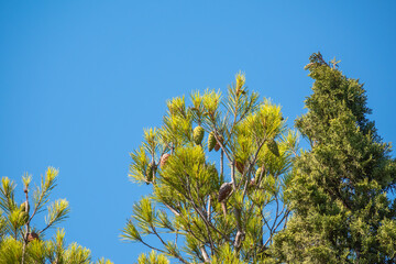 Green pine tree with long needles on a background of blue sky. Freshness, nature, concept.