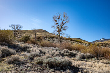 Barren tree with a large birds nest in the arid Nevada desert near Reno.