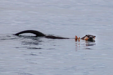duck in the water