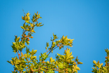 Green Leaves of Pltatanus oreintalis tree on blue sky background