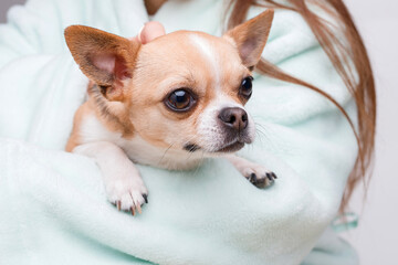 Woman holding and hug her lovely little smiling dog. Friend of human. Portraite of cute puppy chihuahua.
