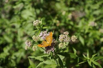 Schmetterling sitzt auf Schafgabe