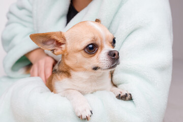 Woman holding and hug her lovely little smiling dog. Friend of human. Portraite of cute puppy chihuahua.