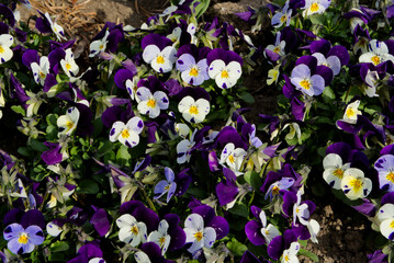 Tricolor Pansy Viola with selected focus and selected blur