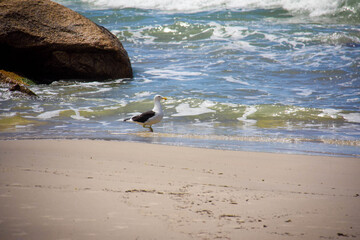 bird on the beach