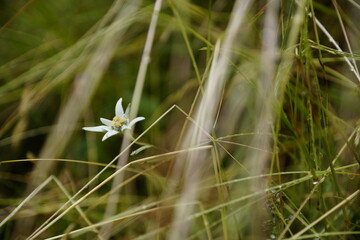 Gräser und Blumen am Meraner Höhenweg, Texelgruppe Nationalpark, Südtirol