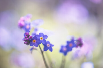 Fototapeta na wymiar Wildflower Forget-me-not flowers / Myosotis alpestris