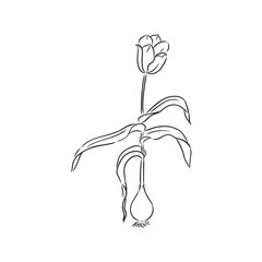 Hand drawn tulips. Vector tulip vector sketch on a white background