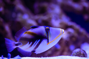 Nice sea fish in blue water background nature wild life