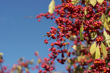 Gewöhnlicher Spindelstrauch 