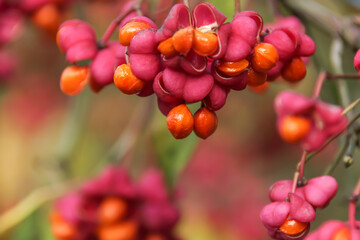 Gewöhnlicher Spindelstrauch 