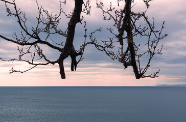 Amazing beautiful seascape with blue water and  pink sky. Selective focus on skyline tree branches. Horizon sea line. Sunset time.