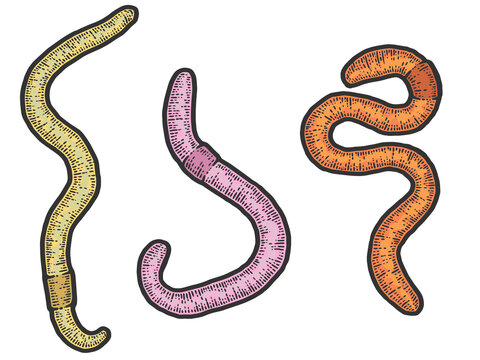 Set three earthworm. Sketch scratch board imitation color.