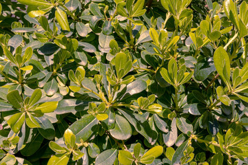 Natural Green leaves under sunlight closeup. Green concept background.