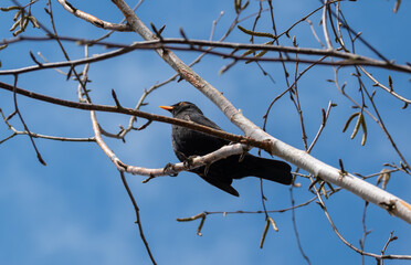 Starling sitting high on birch tree branch, blue sky in background.