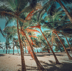 Palm trees in Bois Jolan beach in Guadeloupe